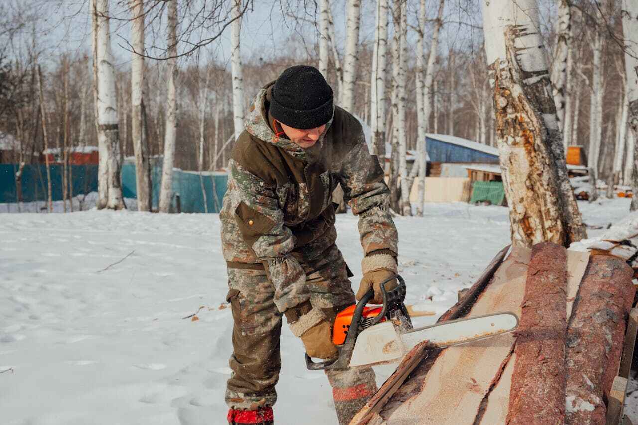 Professional Tree Service in Cortez, CO